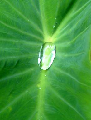 Taro leaf water