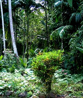 Bai Forest