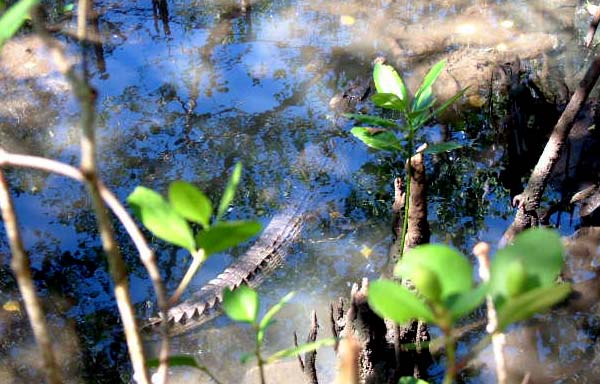 Crocodile in Mangroves