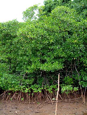 Mangrove Forest