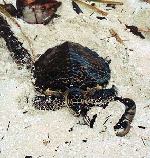 Hawksbill turtle