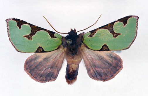 Aumakua Moth
