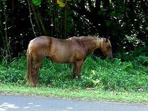 Roadside Horse