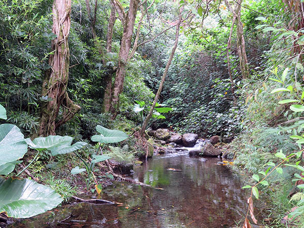 view of stream and forest