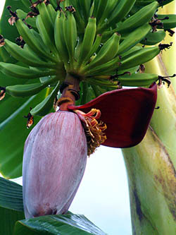 Banana flower