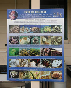 Reef Poster