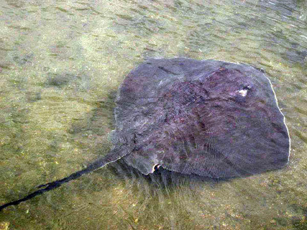 Large ray