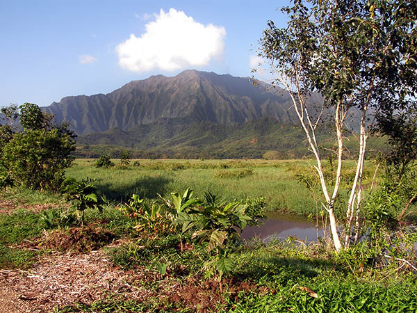 Breadfruit saplings, stream and mountain