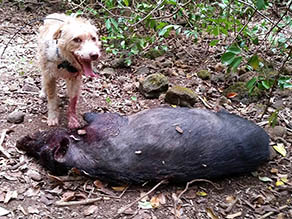 Dog with dead pig