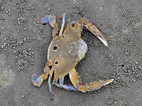 Kuahonu Crab