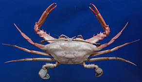 Long-eyed swimming crab