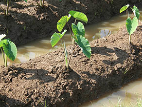 mound-planted taro