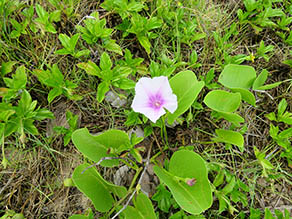 Beach Morning Glory