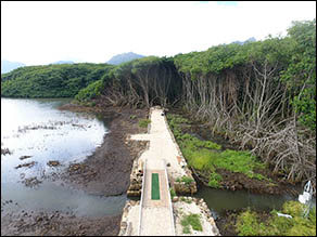 Cleared mangrove