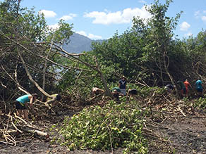 Clearing the mangrove