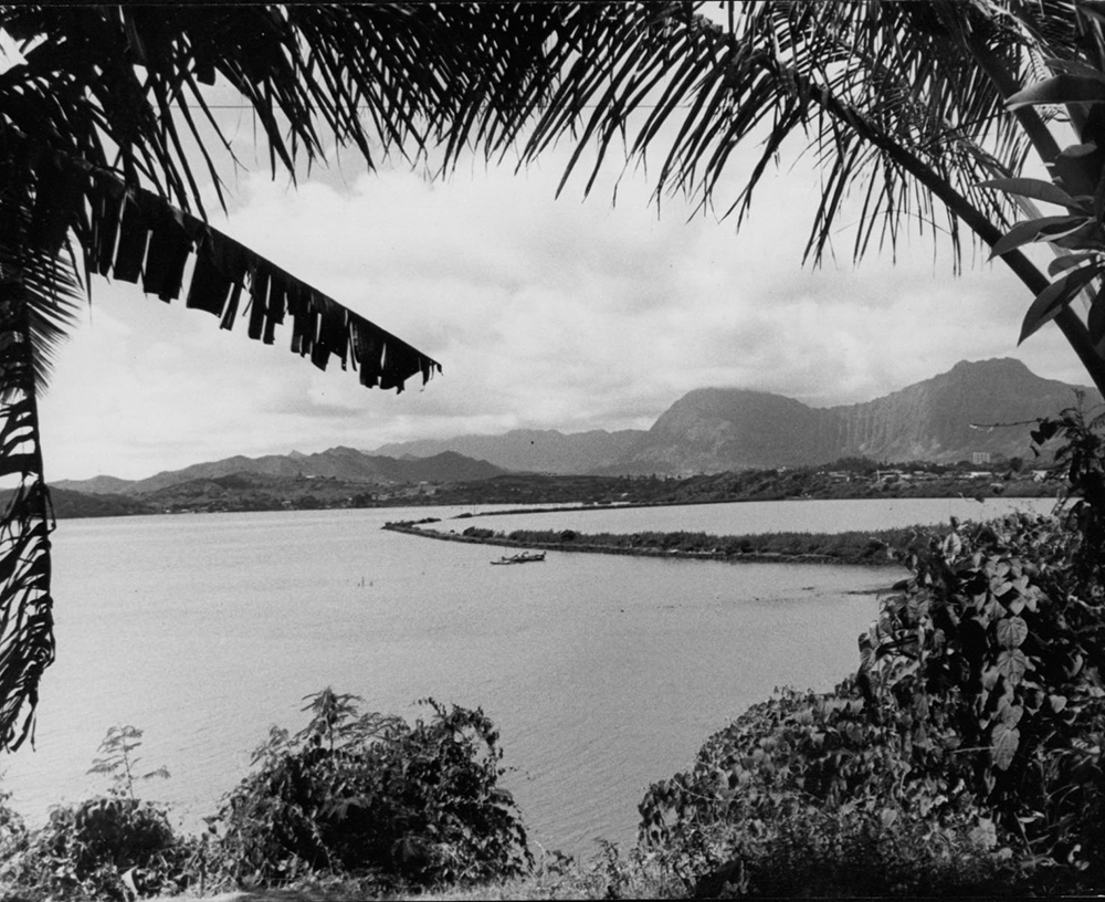 He‘eia, O‘ahu -- Today: Mangrove