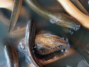 Asian swamp eels