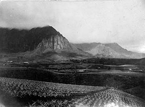 Pineapple fields ca. 1925