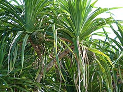 Pandanus