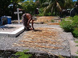 Pandanus drying