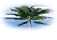 palm