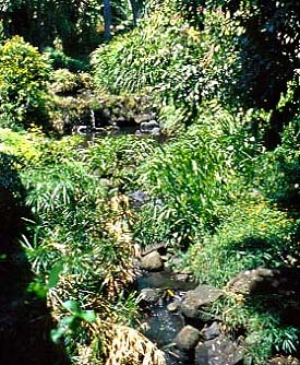 Waolani Stream