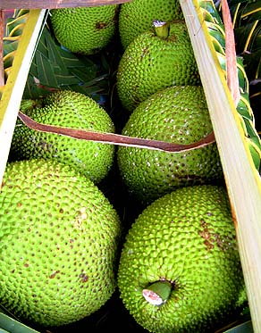 breadfruit